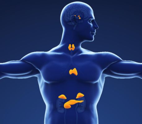 Endocrinology
